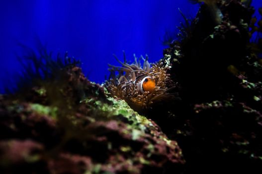 Clownfish in aquarium, Singapore