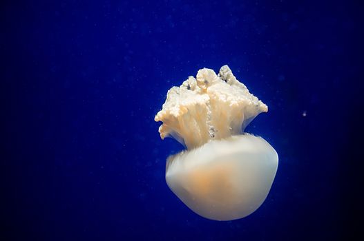 Jelly fish with close-up detailed view