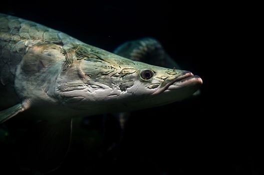 Arapaima fish in aquarium, Singapore