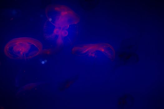 Jelly fish with close-up detailed view