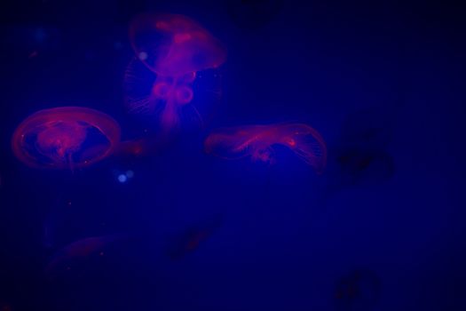 Jelly fish with close-up detailed view