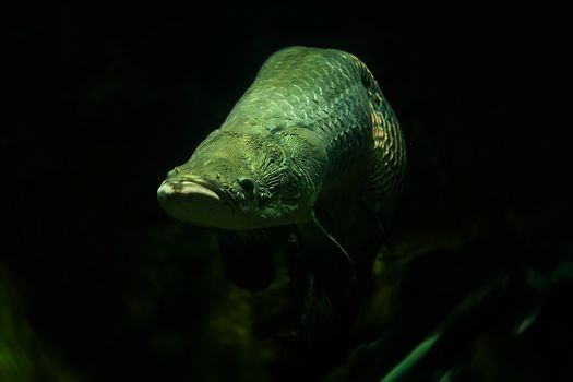 Arapaima fish in aquarium, Singapore
