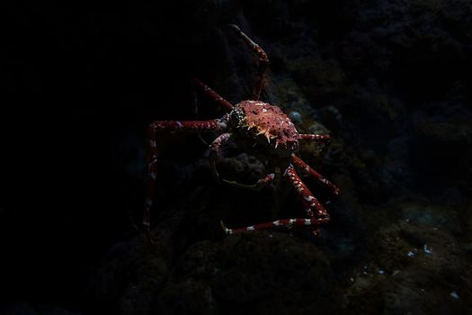 Giant Japanese spider crab in aquarium, Singapore