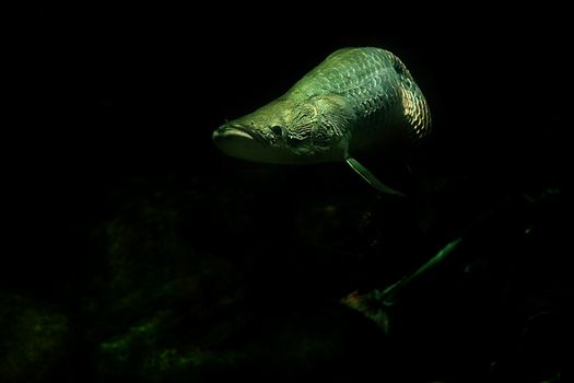 Arapaima fish in aquarium, Singapore