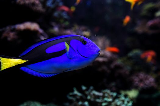 Aquarium fish in Singapore