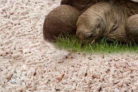 Giant turtle on the Seychelles in the Indian Ocean.