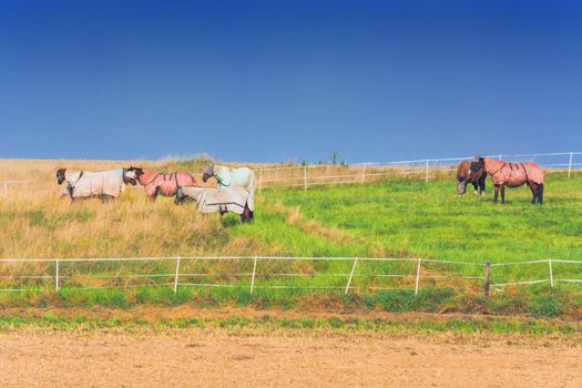 Six horses with different colored ceilings