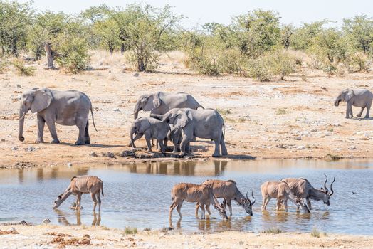 Greater kudu cows and bulls, Tragelaphus strepsiceros, drinking water in a waterhole in Northern Namibia. An elephant family is visible in the back