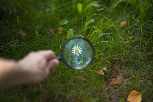 beautiful white camomile close up through a magnifying glass