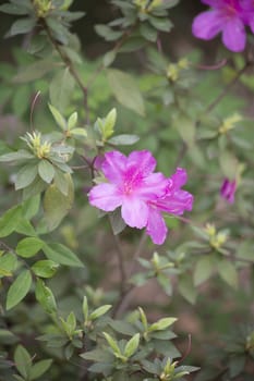 Close up of azalea flowers on a bush