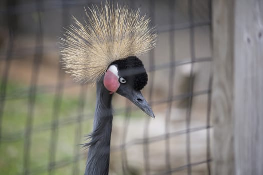 Close up of a black crowned crane's head