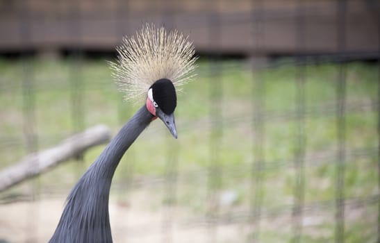 Close up of a black crowned crane's head