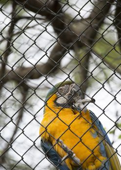 Blue and yellow macaw (Ara ararauna) perched on a fence