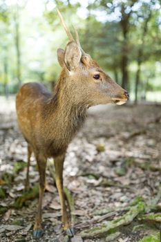 Deer at park