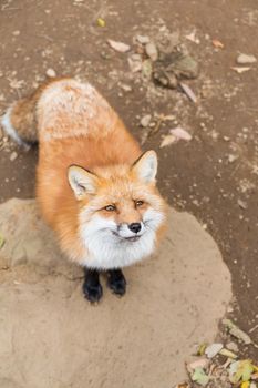 Fox seeking for food