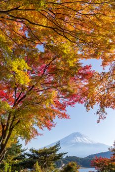 Mt Fuji in autumn