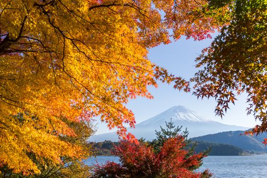 Fujisan with maple tree