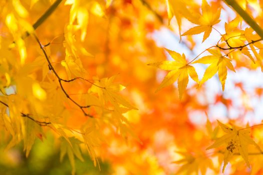 Autumn colored leaves