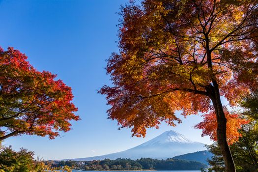 Maple tree and Mt. Fuji