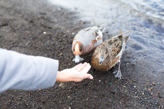 Woman feed duck