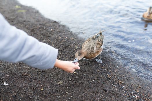Feeding duck at lake side