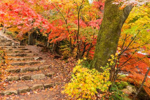 Autumn japanese park