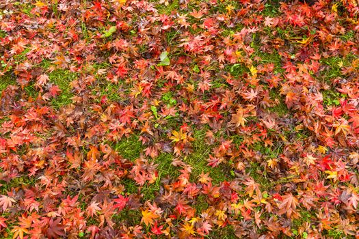 Autumn maple leaves on ground