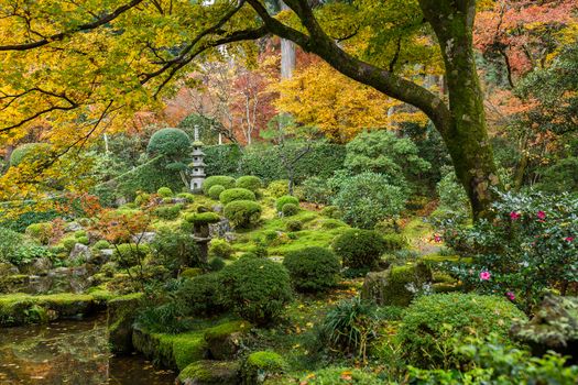 Japanese garden with autuman maple tree