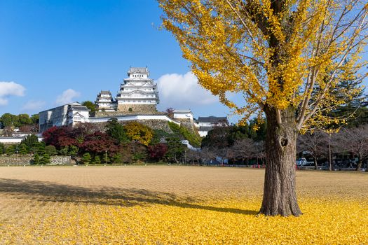 Himeiji Castle and ginkgo