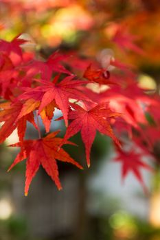 Maple tree in Fall