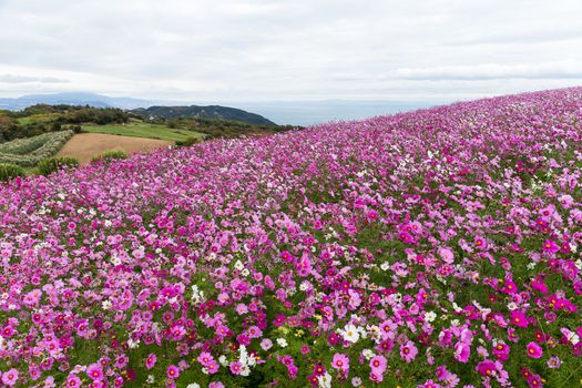 Cosmos flowers garden