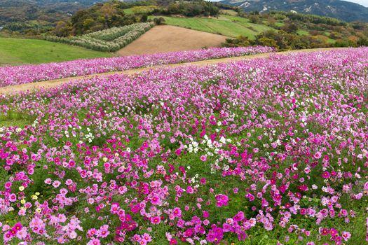 Cosmos Flowers