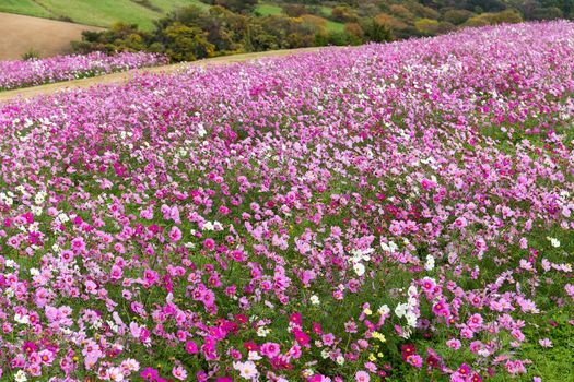 Cosmos flower field