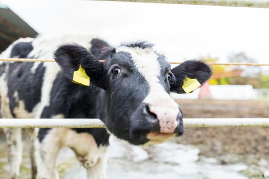 Cows in farm