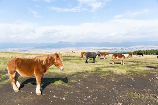 Horse on farm