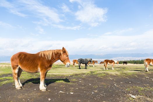 Horses in the field