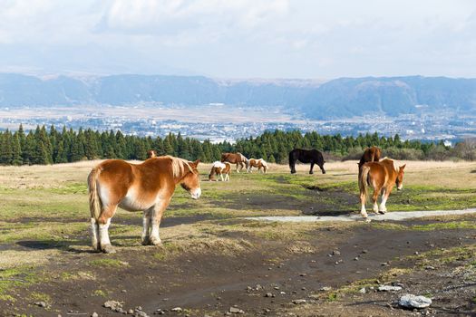 Horses grazing in field