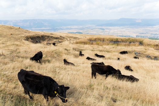 Herd of cows