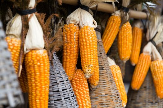 Sweetcorn hung up for drying