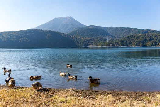 Mount Kirishima with lake and duck