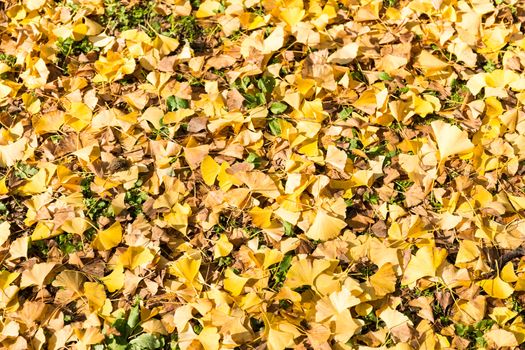 Ginkgo leaves in autumn