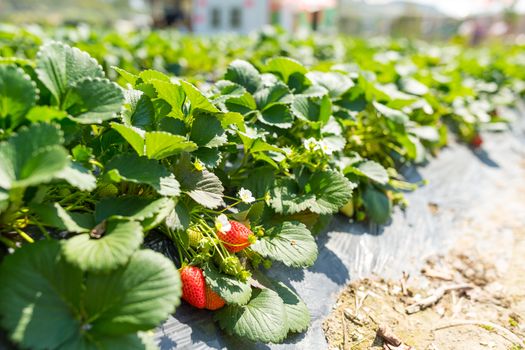 Fresh Strawberry meadow