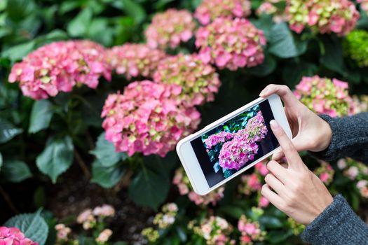 Woman taking photo on mobile phone with Hydrangea at garden