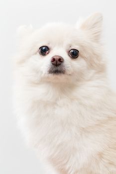 White pomeranian