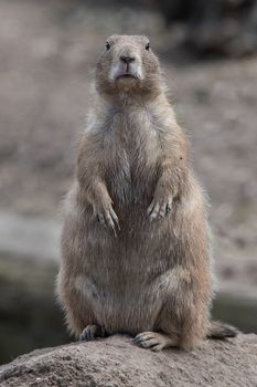 close up portrait of a black tailed prairie dog standing upright and facing directly forward at the viewer