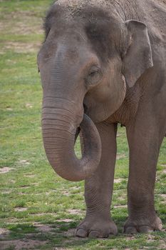 Upright vertical close up portrait of a young male elephant feeding showing the trunk in its mouth