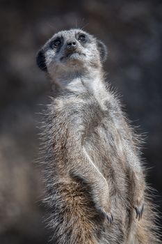 close three quarter portrait of a meerkat standing leaning slightly back looking upwards upright