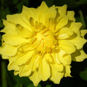 Dahlia (Dahlia), flowers of summer