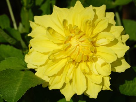 Dahlia (Dahlia), flowers of summer