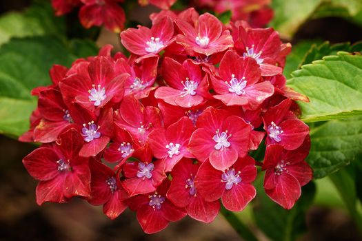 Penny mac (Hydrangea macrophylla), flowers of summer